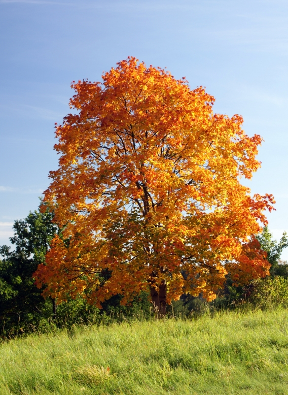 Çınar Yapraklı Akçaağaç
